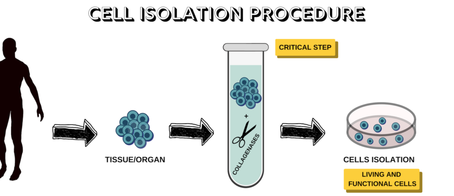 CELL ISOLATION PROCEDURE CELL ISOLATION PROCEDURE